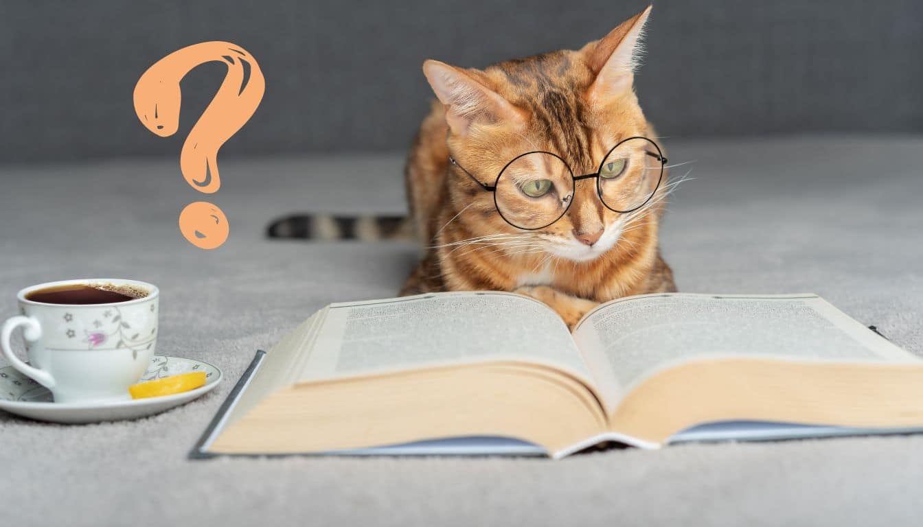 Does your cat make the cut? Find out if you own one of the top 4 smartest cat breeds now!